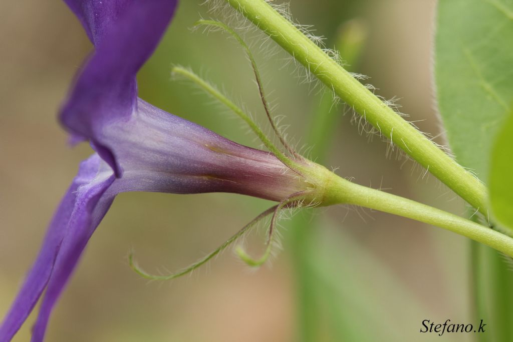 Fiore Elica !!! Vinca major